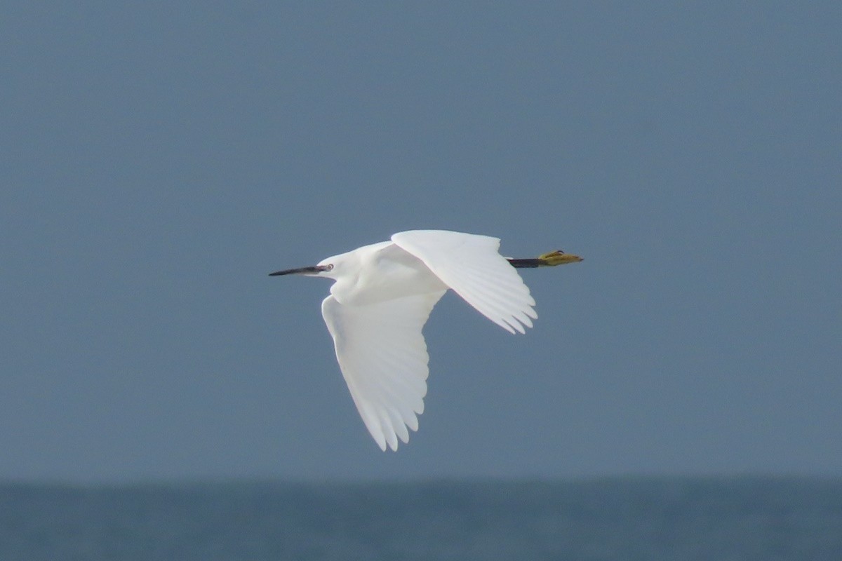 Little Egret - ML646783271