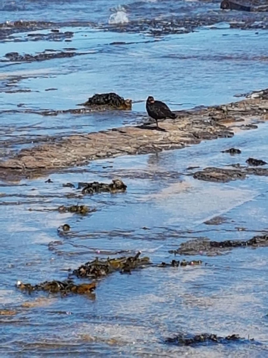 Sooty Oystercatcher - ML646783272