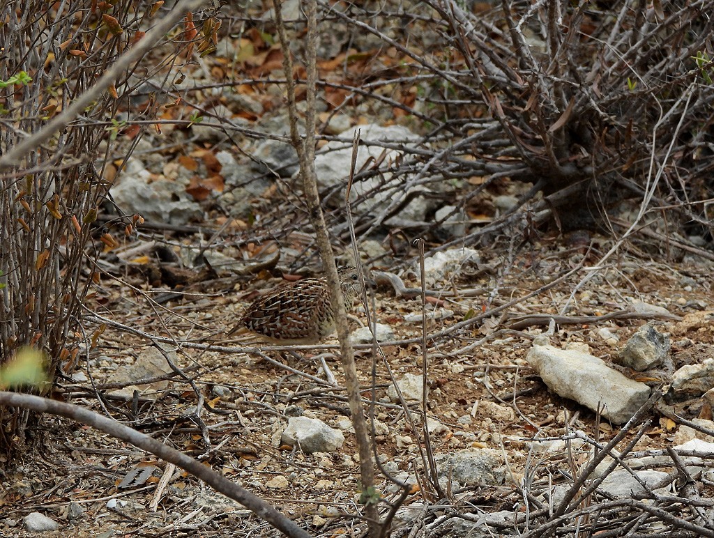 Madagascar Buttonquail - ML646783273
