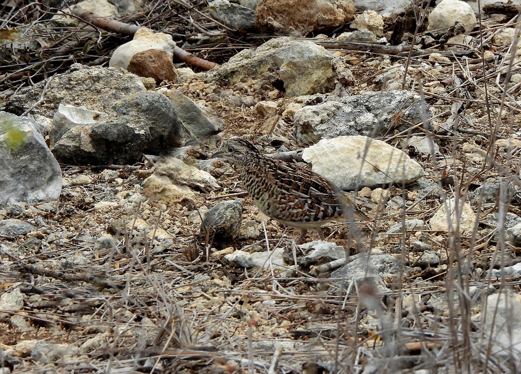 Madagascar Buttonquail - ML646783274