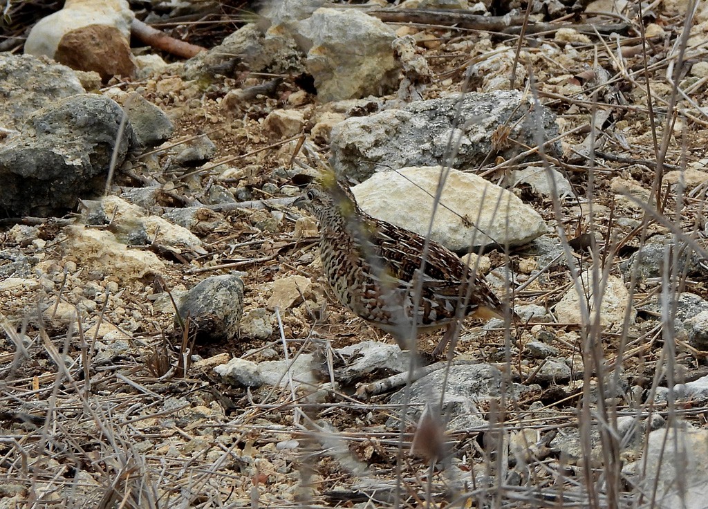Madagascar Buttonquail - ML646783275