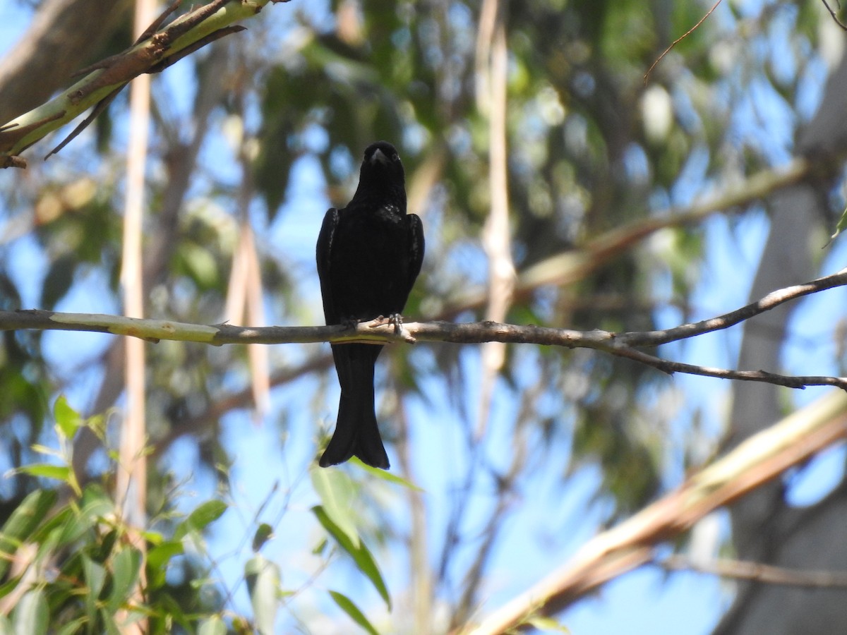Spangled Drongo - ML646783276