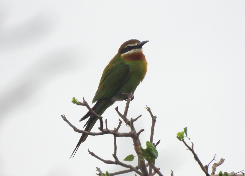 Olive Bee-eater - ML646783277