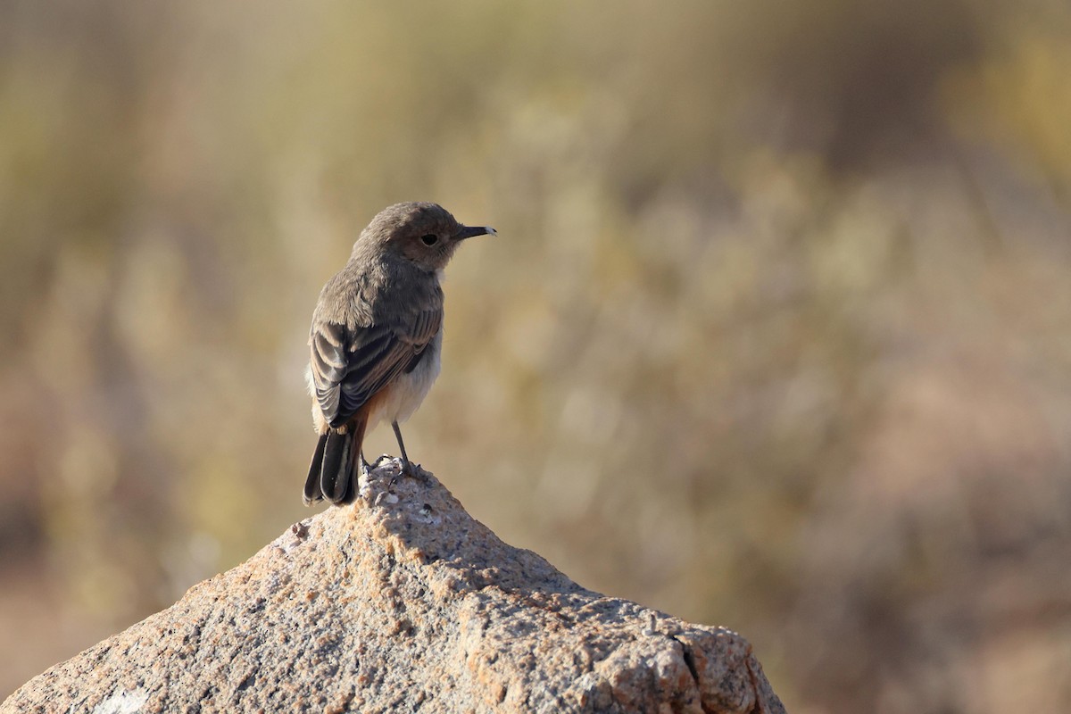 Familiar Chat - ML646783278