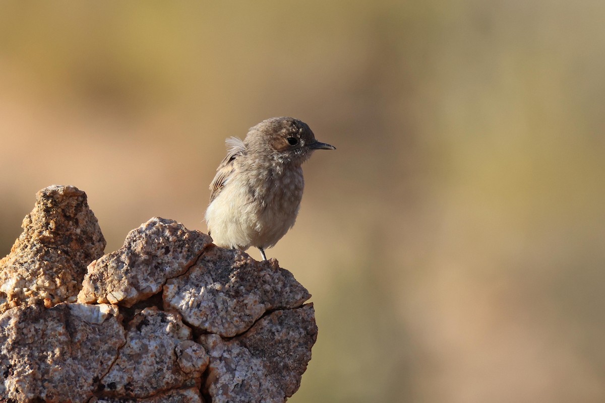 Familiar Chat - ML646783279