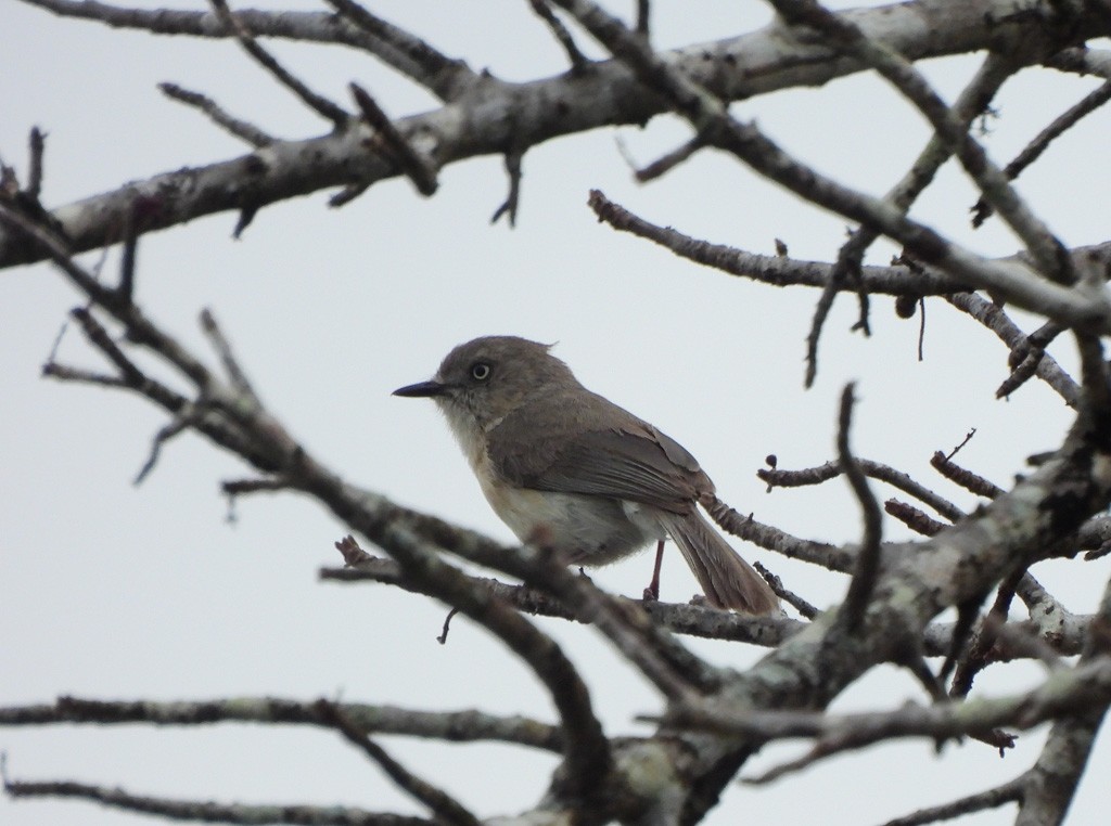 Common Newtonia - ML646783280