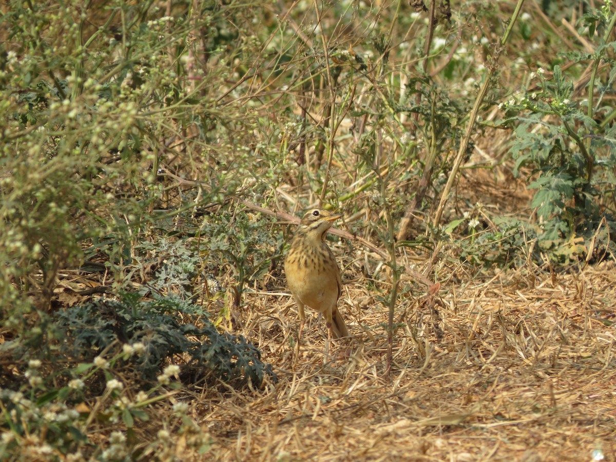 Paddyfield Pipit - ML646783281