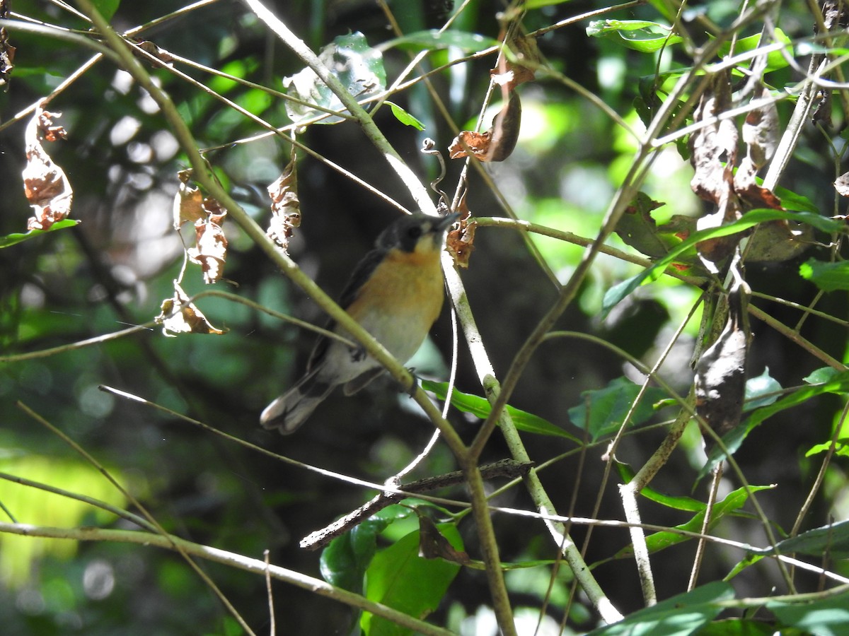 Australian Spectacled Monarch - ML646783282