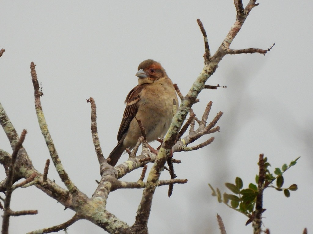 Sakalava Weaver - ML646783285