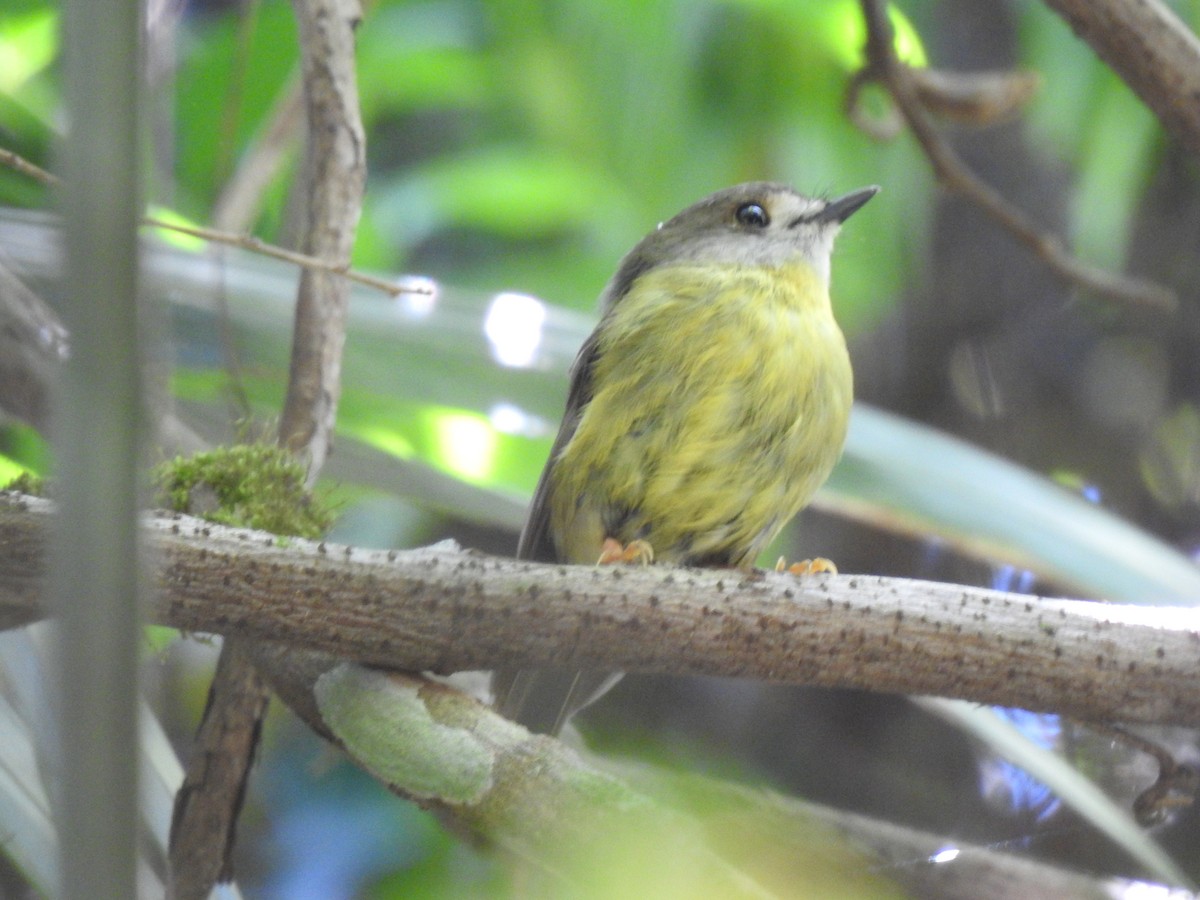 Pale-yellow Robin - ML646783286