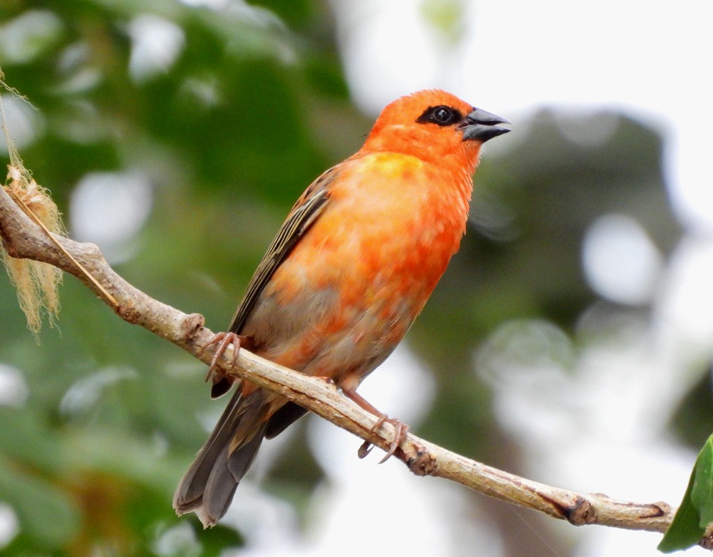 Red Fody - ML646783287