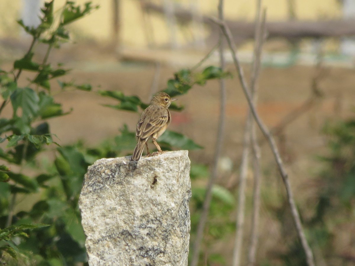 Paddyfield Pipit - ML646783288
