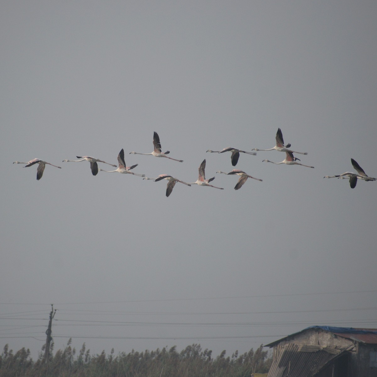 Greater Flamingo - ML646783289