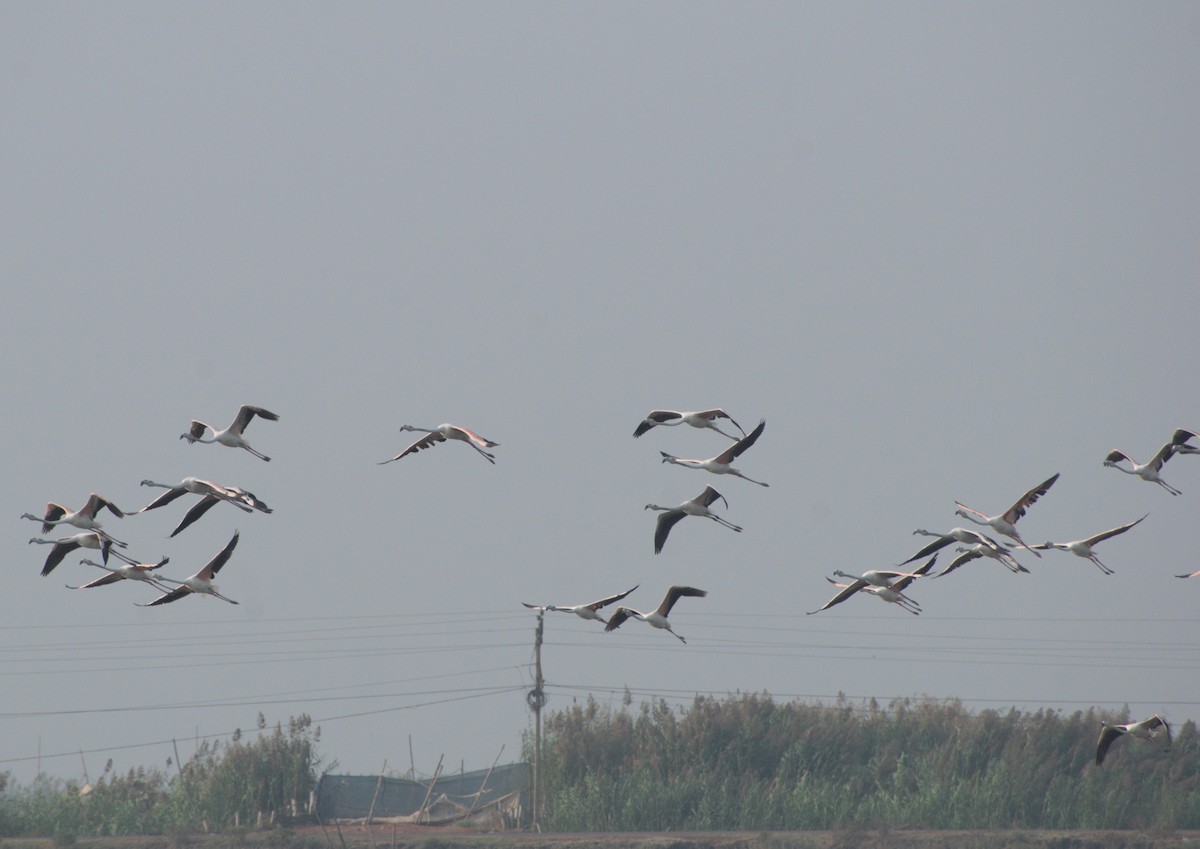 Greater Flamingo - ML646783290