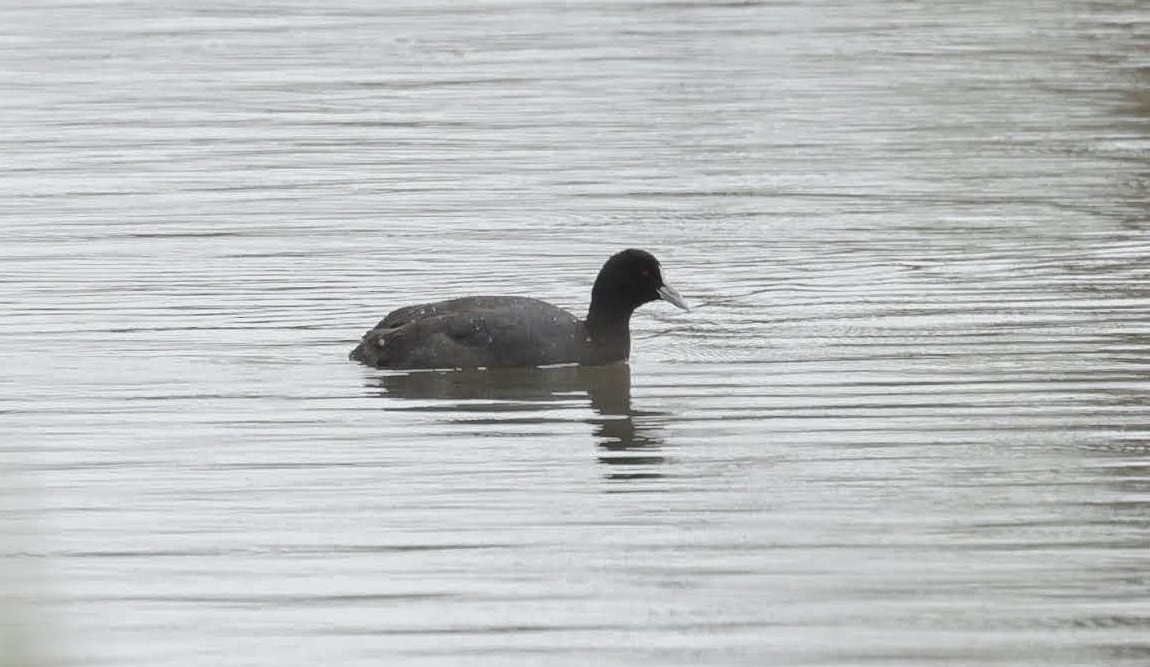 Eurasian Coot - ML646783291