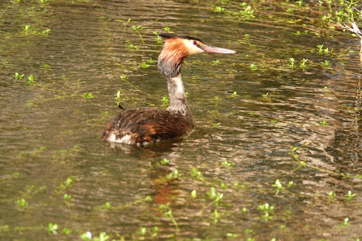 Great Crested Grebe - ML646783292