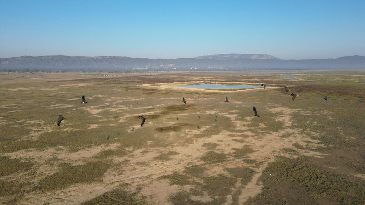 黑鸛 - ML646783293