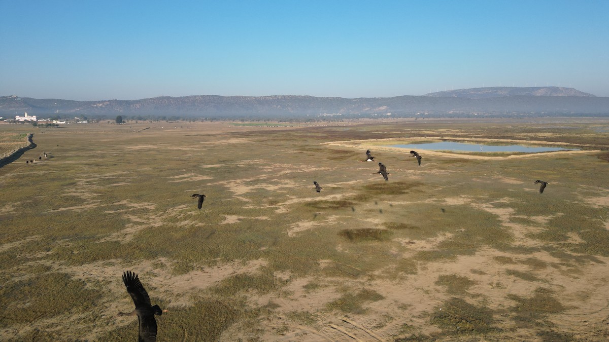 黑鸛 - ML646783294