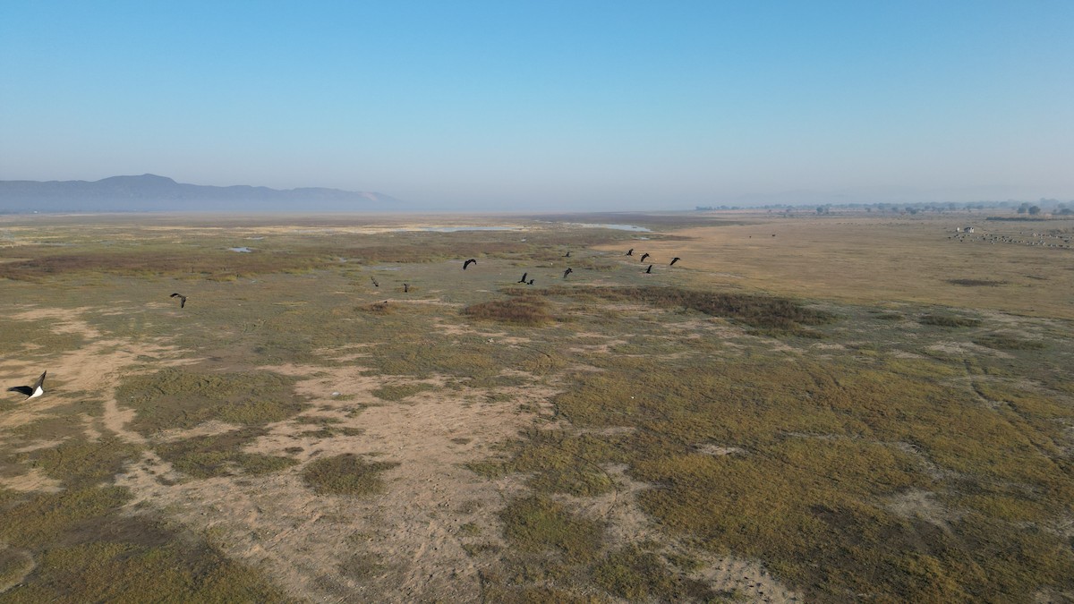 黑鸛 - ML646783295