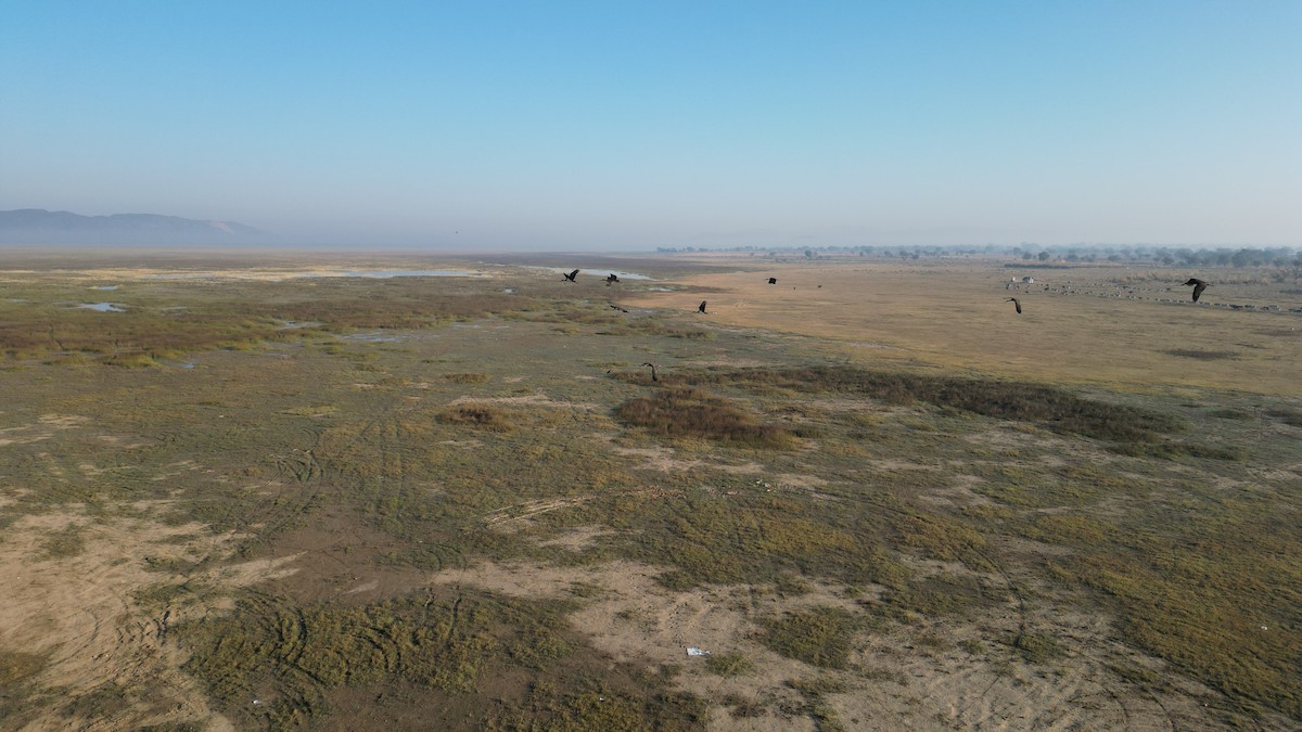 黑鸛 - ML646783296