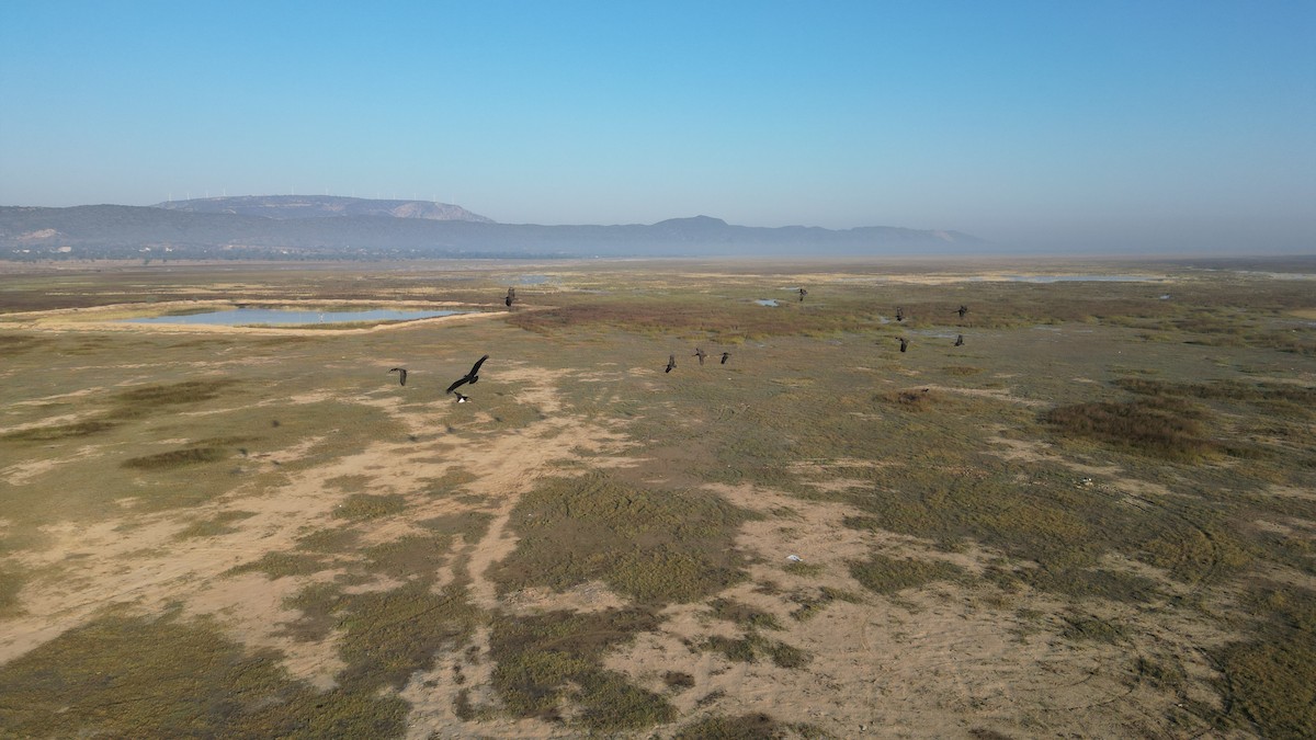 黑鸛 - ML646783297