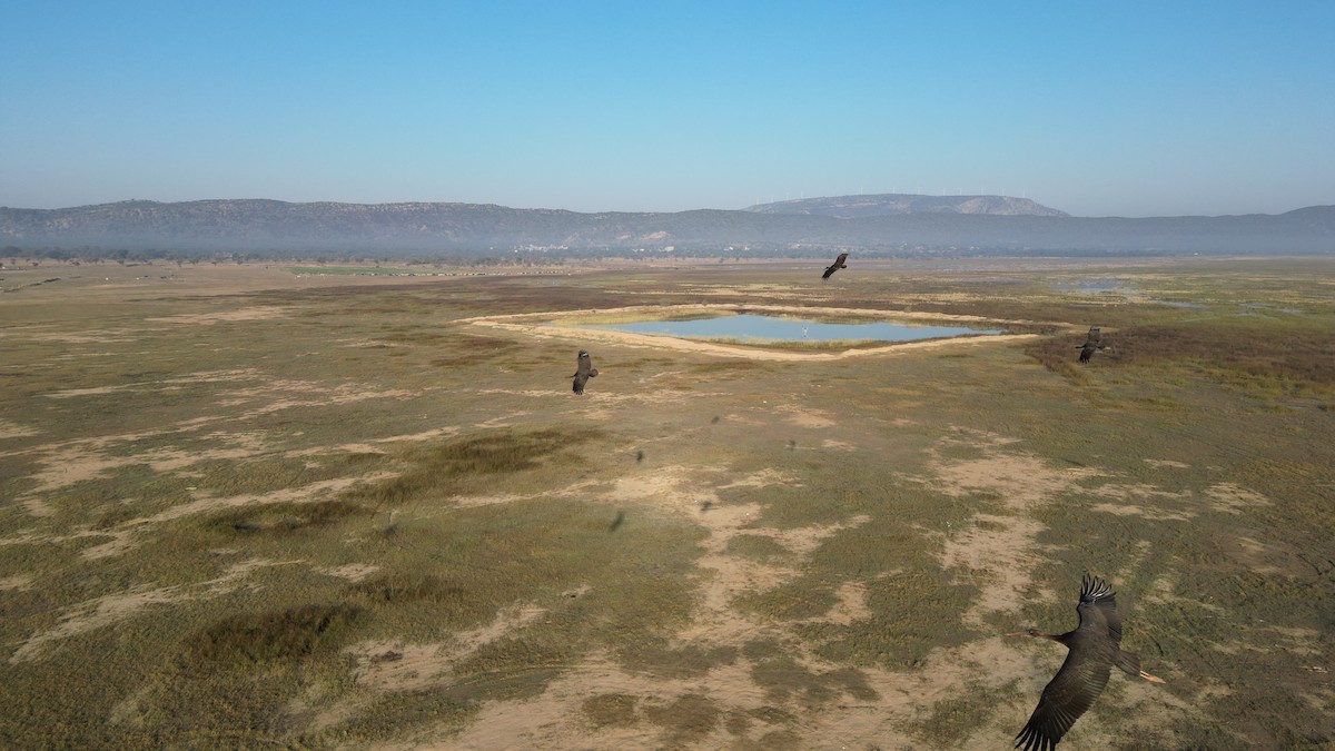 黑鸛 - ML646783298