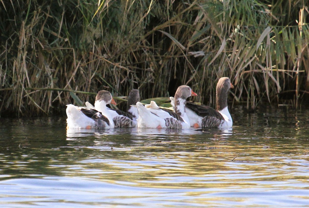 Oca selvatica (domestica) - ML646783299