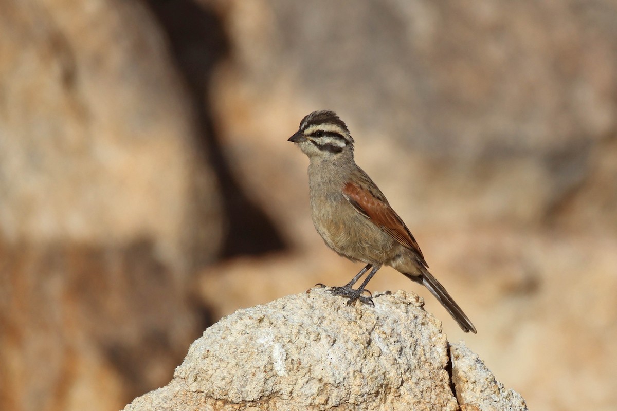 Cape Bunting - ML646783303