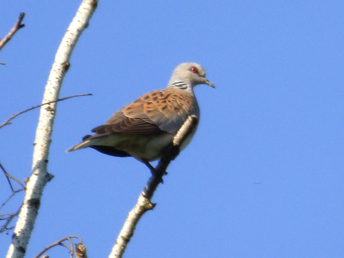 תור מצוי - ML646783304