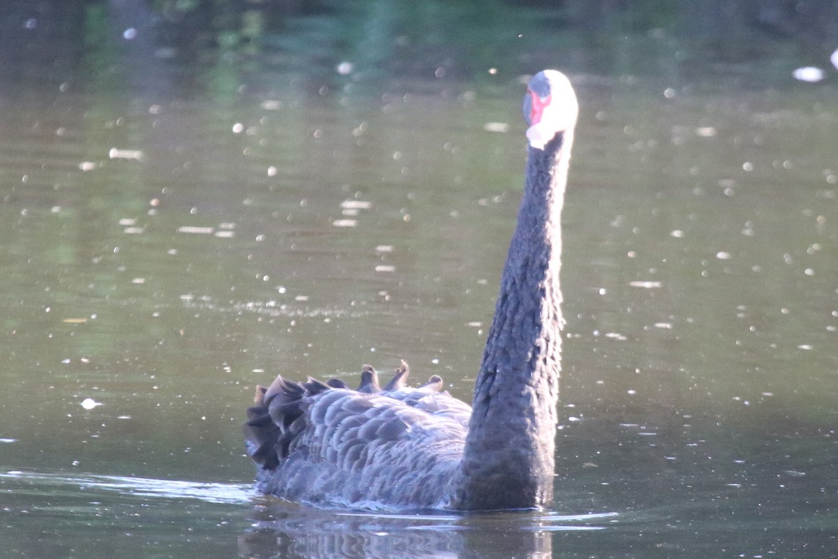 Black Swan - ML646783311