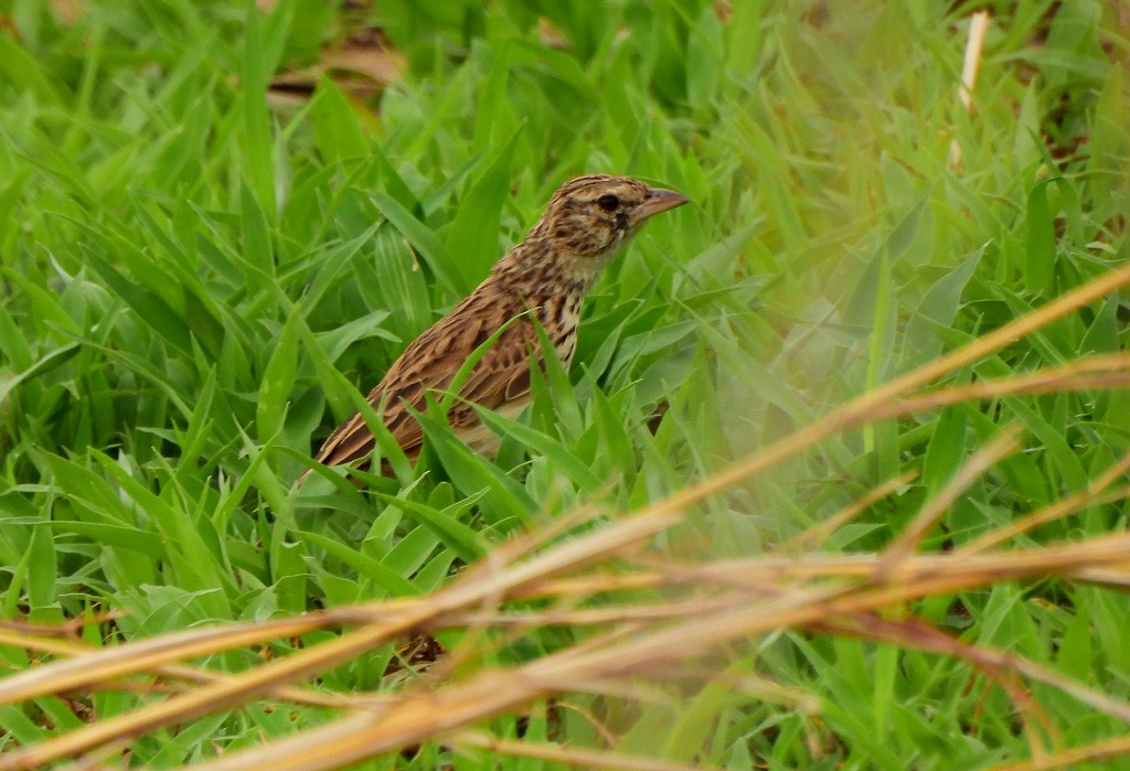 Madagaskarlerche - ML646783322