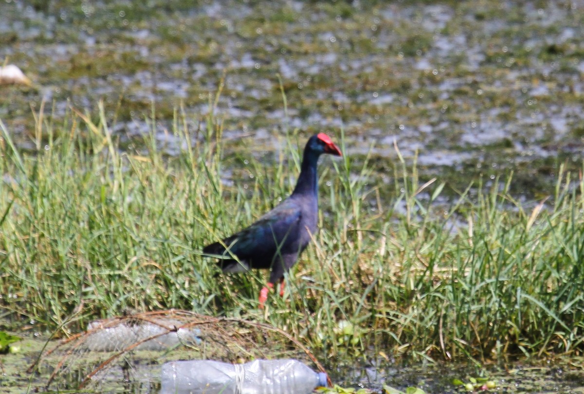 African Swamphen - ML646783323