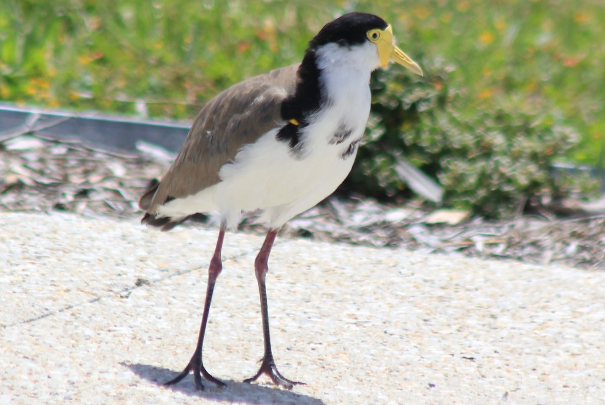 Masked Lapwing - ML646783325