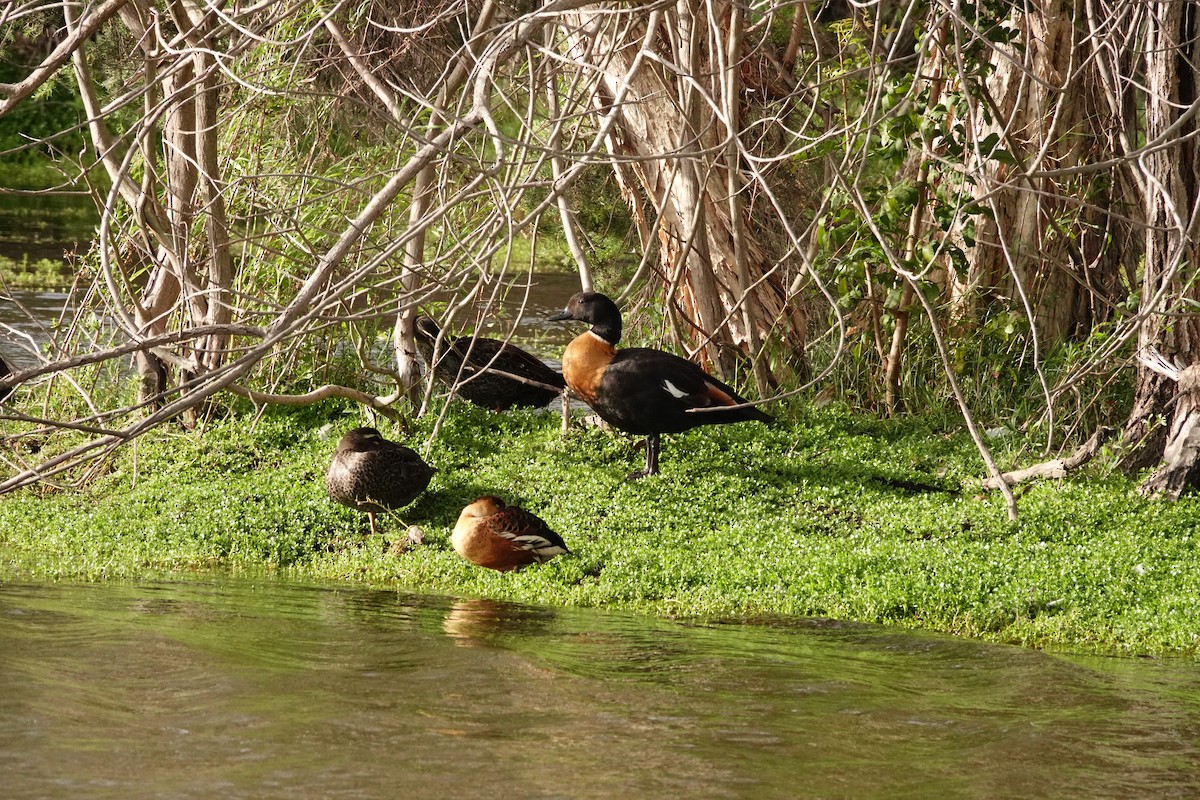 Australian Shelduck - ML646783327