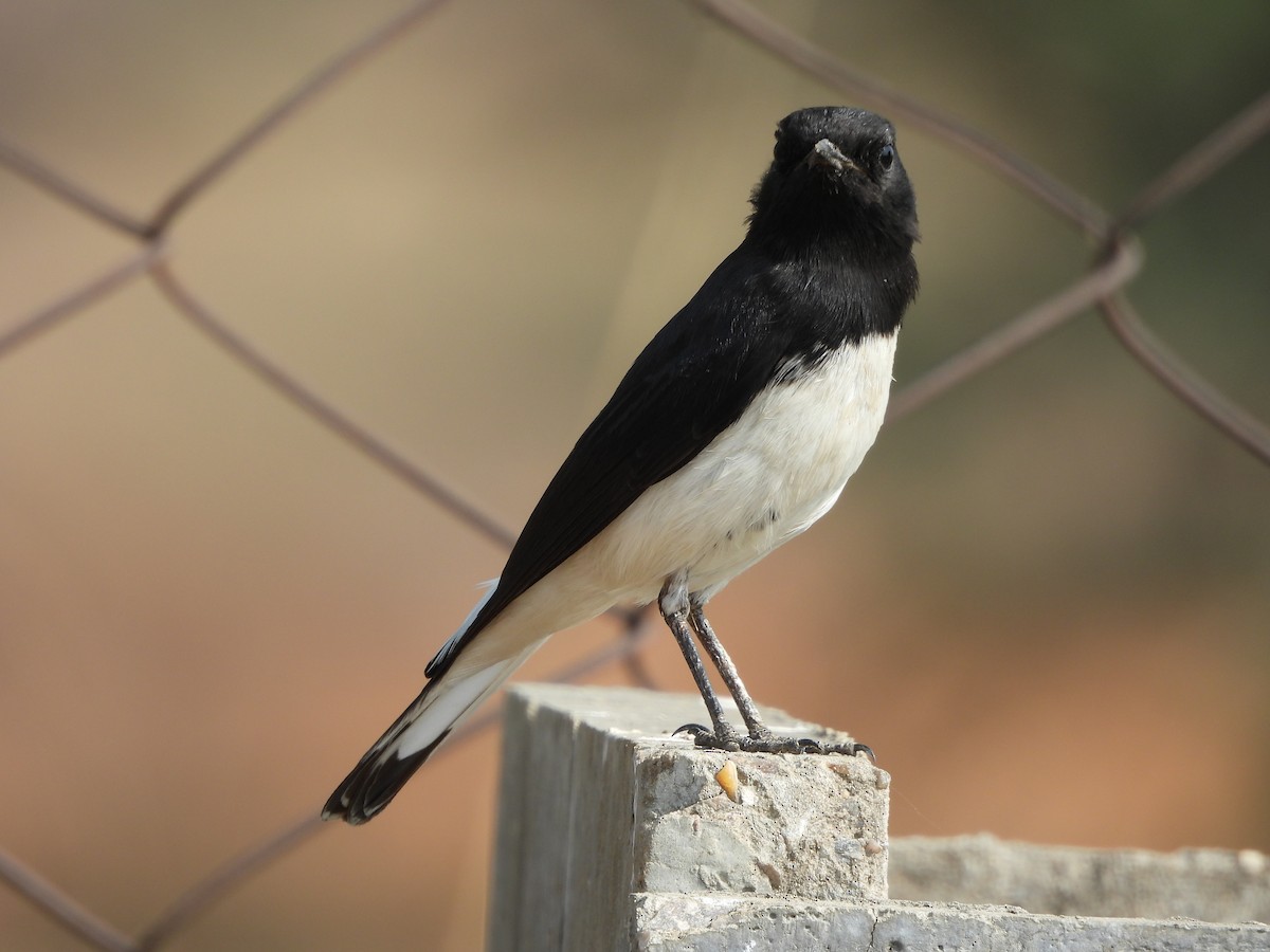 Variable Wheatear - ML646783328