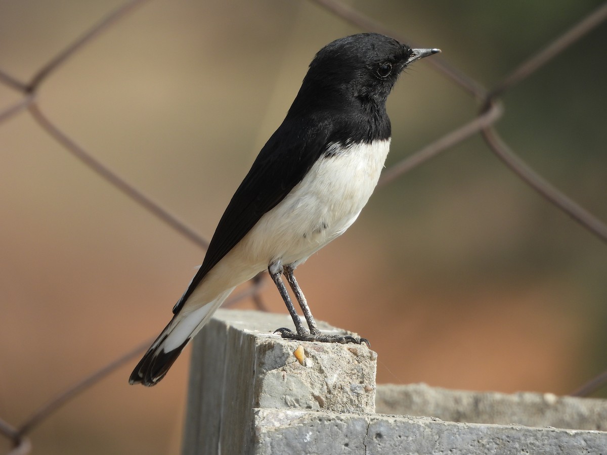 Variable Wheatear - ML646783329