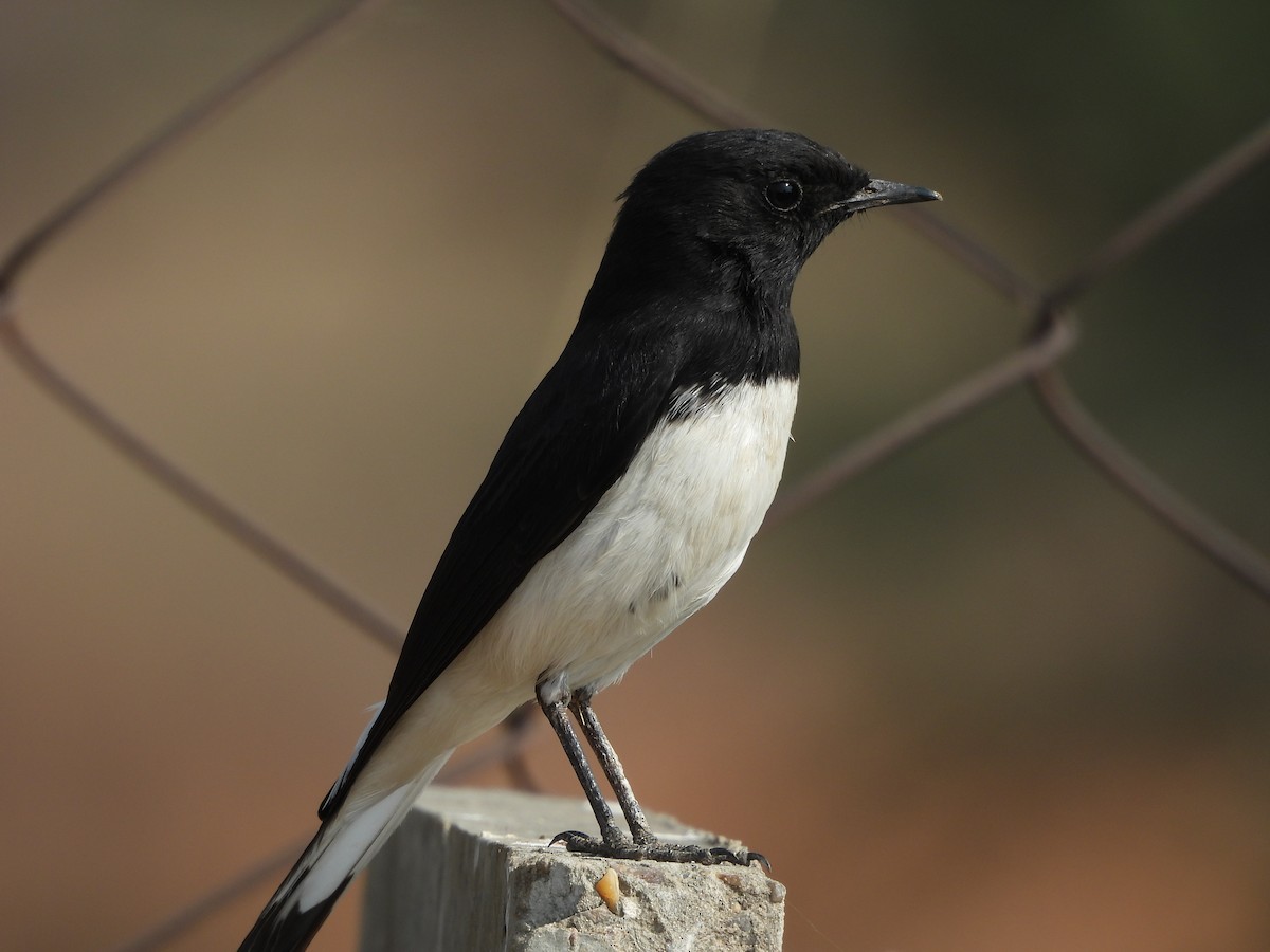 Variable Wheatear - ML646783330
