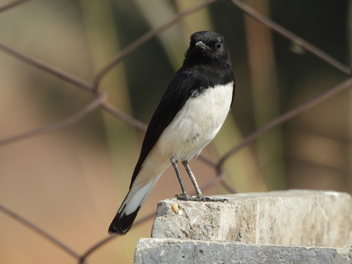 Variable Wheatear - ML646783333