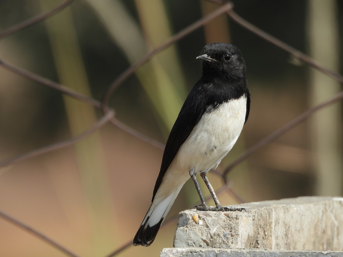 Variable Wheatear - ML646783335