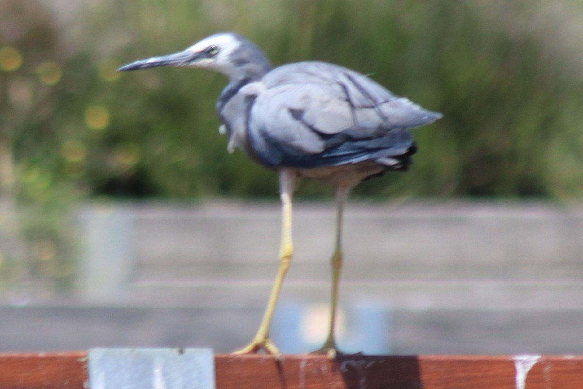 White-faced Heron - ML646783339