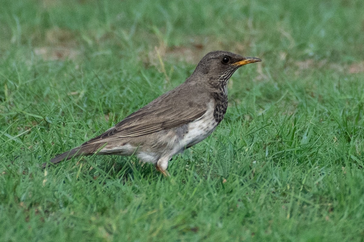 Хар гүеэт хөөндэй - ML646783343