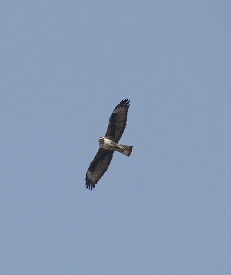 Bonelli's Eagle - ML646783344