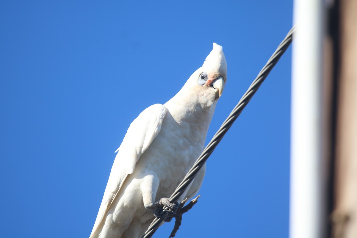 Little Corella - ML646783345