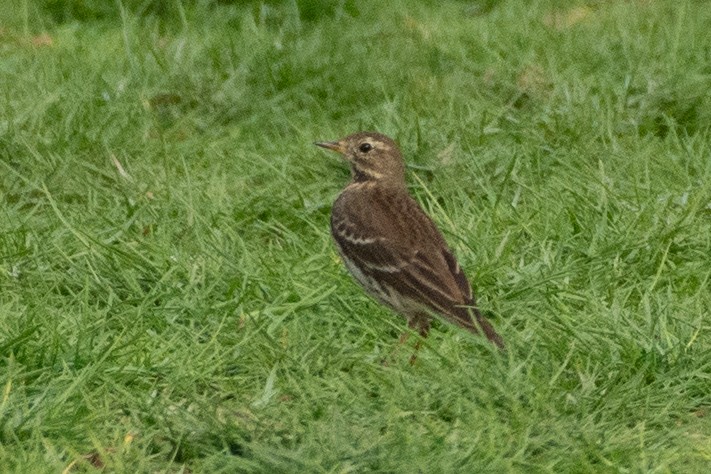 Наран шийхнүүхэй - ML646783347