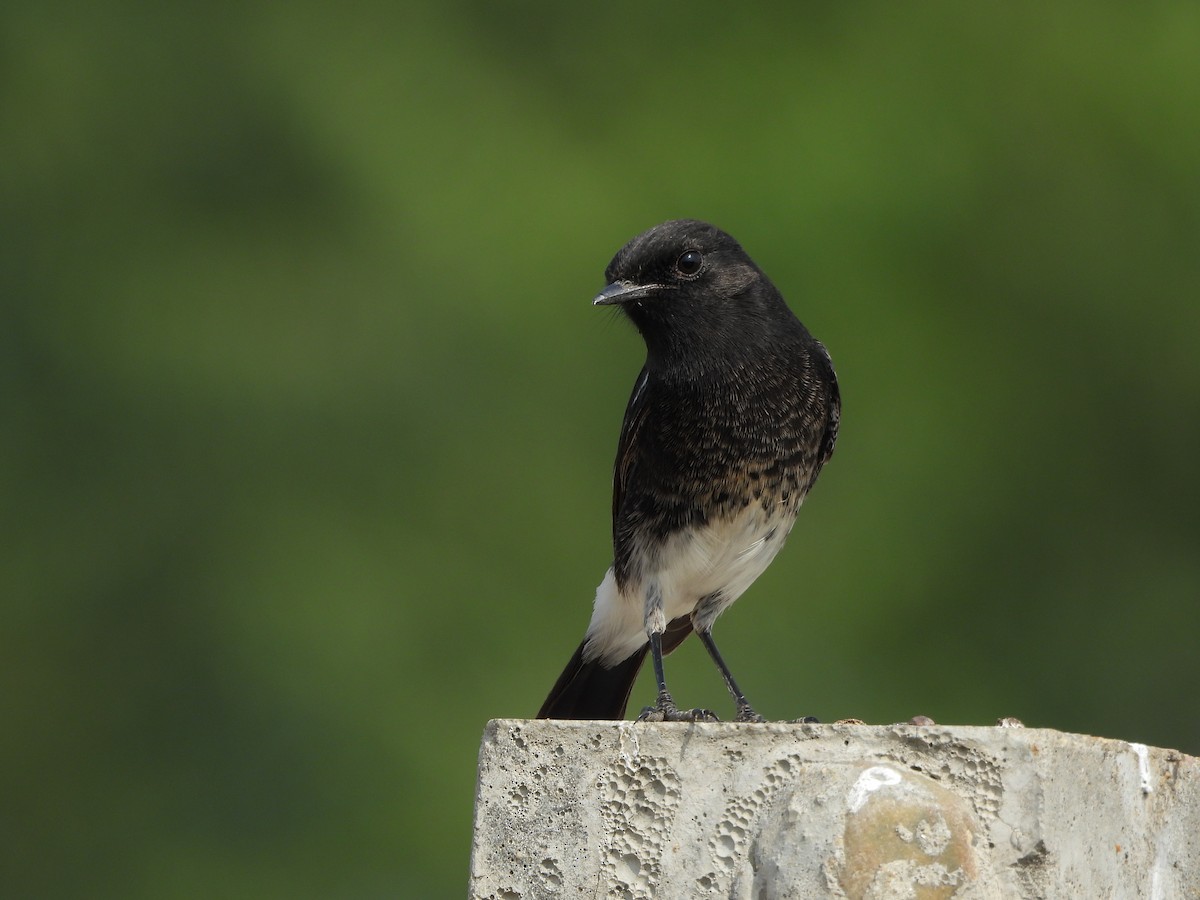 白斑黑石䳭 - ML646783350