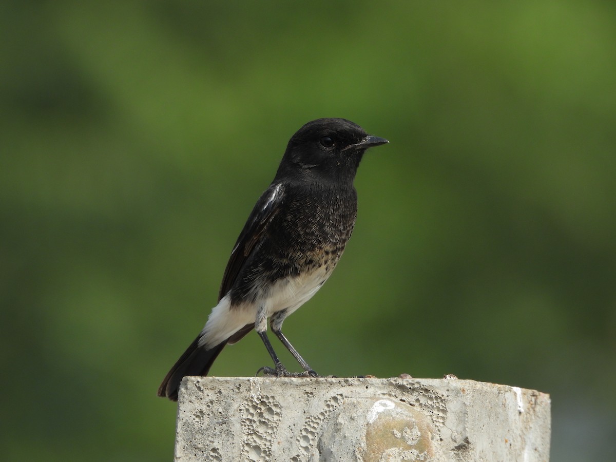 白斑黑石䳭 - ML646783351