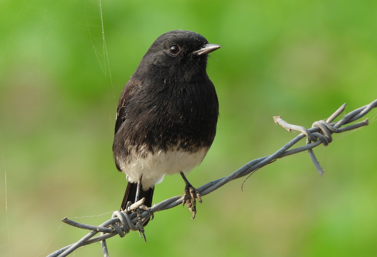 白斑黑石䳭 - ML646783352