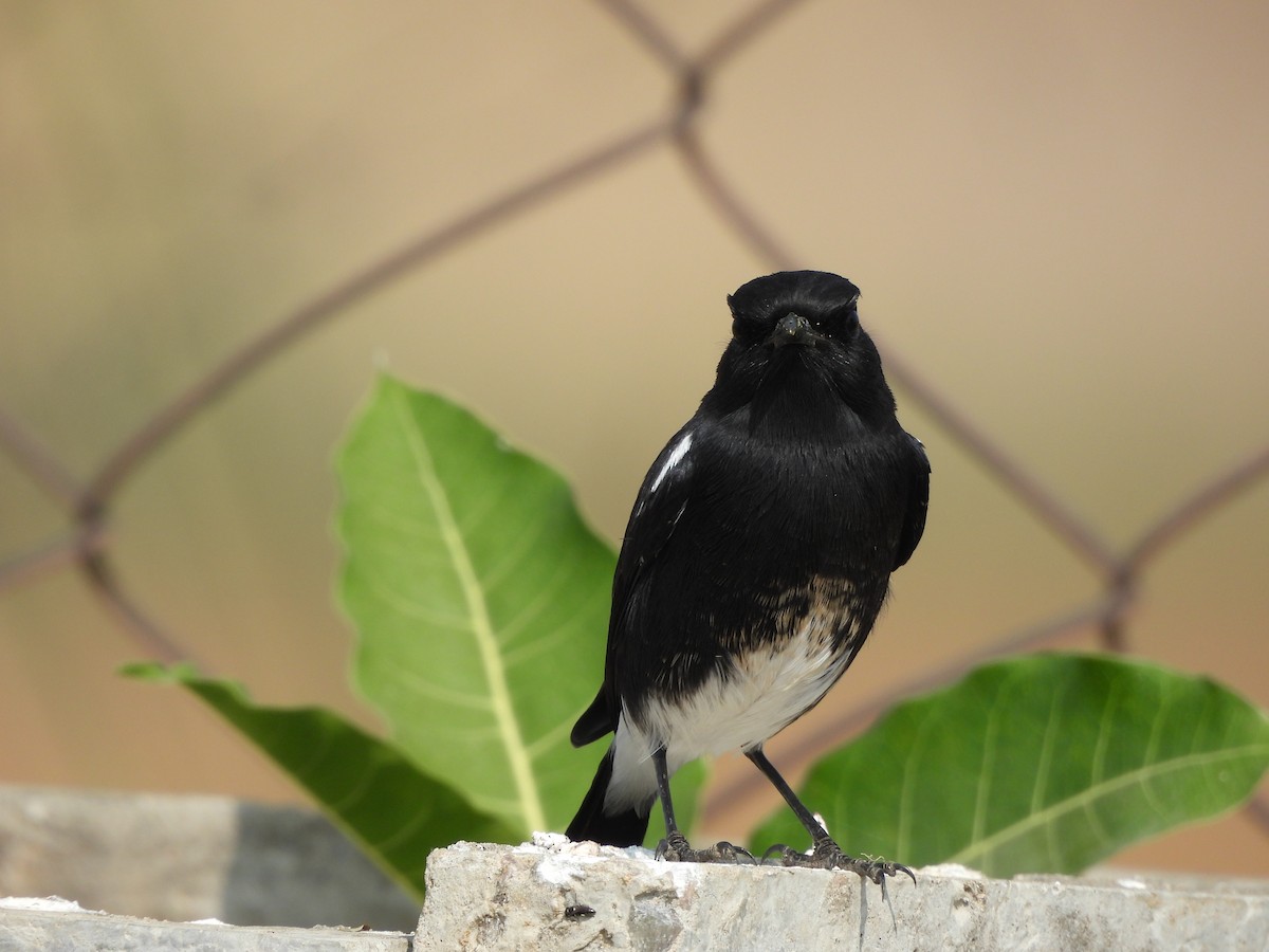 白斑黑石䳭 - ML646783353