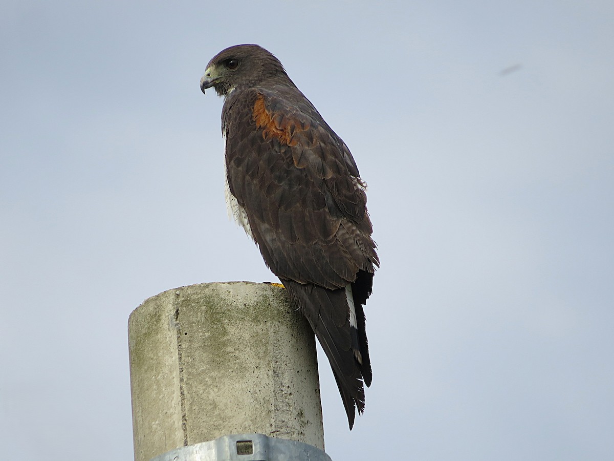 White-tailed Hawk - ML646783356