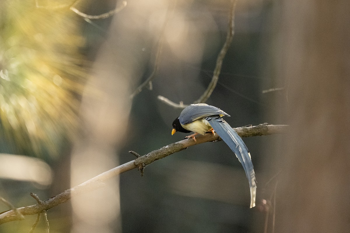 Pirolle à bec jaune - ML646783357